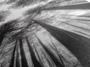 Redwood Forest, Sunlight Trees, Nature Canopy, Canvas Print, Serene Woodland Art, Cabin Wall Decor, Black and White Forest Art, Bedroom Wall Art