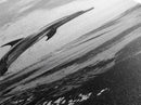 Dolphin Ocean Jump, Black and White Sea Life Print, Coastal Marine Wall Art, Canvas Print, Beach House Decor, Nature Photography