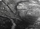 Mangrove Roots, Twisted Forest, Wild Nature, Moody Jungle, Framed Canvas Print, Rustic Living Room Art, Woodland Decor, Boho Vibes