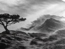 Lone Tree, Foggy Cliffs, Dramatic Landscape, Moody Sky, Framed Canvas Print, Nature Wall Art, Cabin Decor, Autumn Coastal Vibes