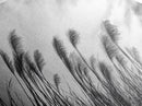 Pampas Grass, Wind Blown, Sky Motion, Autumn Field, Framed Canvas Print, Boho Wall Art, Bedroom Fall Botanical Decor, Living Room Decor