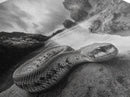 Ocean Snake Landscape, Coastal Creature Scene, Black and White Reptile, Framed Canvas Print, Moody Art, Bedroom or Den Decor