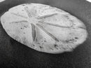 Sand Dollar, Beach Detail, Minimalist Sea, Calm Nature, Framed Canvas Print, Bathroom Wall Art, Coastal Boho Decor, Ocean Zen Style
