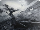 Windswept Tree, Coastal Landscape, Stormy Sky, Canvas Print, Desert Wall Art, Rustic Living Room Decor, Dramatic Minimalist Artwork