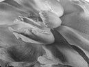 Floral Closeup, Petal Texture, Macro Bloom, Canvas Print, Botanical Bedroom Wall Art, Black And White Flower, Modern Nature Photography