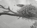 Bald Eagle Nest, Wildlife Nature Art, Rustic Cabin Decor, Framed Canvas Print, Patriotic Office Wall Art, Woodland Photography