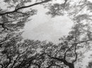 Forest Canopy View, Tree Tops Art, Nature Sky Print, Framed Canvas Print, Bedroom Wall Art, Minimalist Nature, Modern Rustic Decor