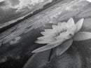Tranquil Lotus, Cloud Reflections, Water Lily Pond, Framed Canvas Print, Zen Wall Art, Spa Bathroom Decor, Modern Nature Photography