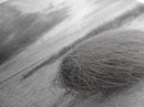 Tumbleweed Dune, Windy Coast, Desert Beach, Canvas Print, Boho Wall Art, Autumn Nature Decor, Minimalist Western Photography