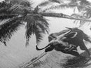 Tropical Bull, Palm Tree, Island Wildlife, Rural Photography, Framed Canvas Print, Kitchen Wall Art, Exotic Boho Decor, farmhouse decor