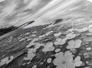 Flower Shore, Peaceful Beach, Moody Sky, Petal Scape, Framed Canvas Print, romantic beach art, bedroom decor, black and white floral print