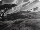 Coastal Pines, Rocky Shore, Windswept Tree, Wild Ocean Framed Canvas Print, rustic cabin art, black and white beach wall decor
