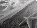 Starfish on Shore, Rocky Beach Scene, Cloudy Sky Horizon, Ocean Calm, Framed Canvas Print, Coastal Art, Bathroom Wall Decor