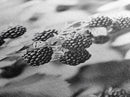Blackberries in Bloom, Ripe Fruit Closeup, Garden Harvest, Natural Beauty, Framed Canvas Print, Farmhouse Kitchen Art, Fall Decor