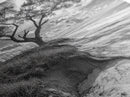 Coastal Tree Scene, Wind Swept Dune, Ocean Beach Horizon, Autumn Coastal Wall Art, Framed Canvas Print, Nature Lover Home Decor