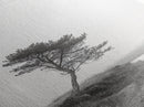 Leaning Tree Path, Soft Fog Scene, Calm Landscape, Canvas Print, Serene Entryway Wall Art, Nature Photography, Minimalist Decor