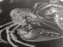 Lobster Close Up, Marine Life Art, Coastal Kitchen Decor, Monochrome Sea Animal, Framed Canvas Print, Ocean Wall Art, Nautical Print