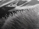 Coastal Cliffs, Ocean Rocks, Tall Grass, Canvas Print, Windswept Landscape Art, Beach House Wall Decor, Monochrome Nature Scene