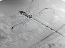Dragonfly Beach Art, Detailed Insect Wings, Nature Wall Decor, Framed Canvas Print, Boho Bedroom Art, Minimal Wildlife Photography