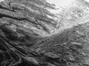River Tree Roots, Tranquil Forest Landscape, Nature Wall Decor, Framed Canvas Print, Living Room Art, Black and White Earthy Style