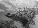 Desert Lizard, Reptile Closeup, Sunbaked Texture, Canvas Print, Wildlife Photography, Bold Wall Art, Southwestern Living Room