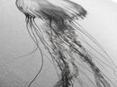 Jellyfish, Ocean Flow, Underwater Beauty, Canvas Print, Marine life wall decor, Coastal bathroom art, Minimalist ocean art, Black and white