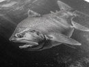 Underwater Fish, Lake Trout, Black and White Ocean, Framed Canvas Print, Coastal Bathroom Art, Fisherman Gift, Nautical Wall Decor