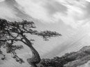 Windswept Tree, Coastal Nature, Ocean Cliff View, Framed Canvas Print, Zen Wall Art, Minimalist Decor, Calm Living Room Accent