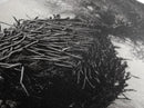 Beaver Dam, Nature Structure, Quiet Creek, Reflection Art, Framed Canvas Print, Cabin Wall Art, Rustic Decor, Woodland Black and White Art