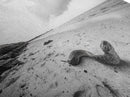 Snake On Beach, Coastal Wildlife, Dramatic Black and White, Framed Canvas Print, Nature Wall Art, Minimalist Decor, Office Statement Art