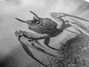 Closeup Crab, Coastal Creature, Dramatic Sand, Framed Canvas Print, Beach Wall Art, Nautical Bathroom Decor, Ocean Nature Photo
