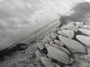 Scallop Shell Cluster, Dune Beach Scene, Canvas Print, Coastal Kitchen Decor, Minimalist Shell Wall Art, Natural Beach Aesthetic
