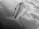 Silver Fish Closeup, Underwater Life, Marine Wildlife Art, Black and White Framed Canvas Print, Coastal Bathroom or Den Wall Art