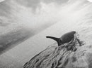Ocean Sunset Orca, Tranquil Whale Scene, Marine Wildlife, Canvas Print, Minimalist Bathroom Decor, Coastal Bedroom Wall Art