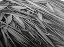 Textured Leaves, Monochrome Nature, Abstract Pattern, Botanical Wall Art, Framed Canvas Print, Modern Bedroom Art, Minimalist Decor