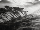 Windswept Pines, Stormy Sea, Moody Coastal Scene, Framed Canvas Print, Rustic Nature Decor, Bedroom Wall Art, Autumn Vibes