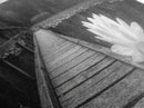 Water Lily, Peaceful Pond, Wooden Dock, Framed Canvas Print, Zen Wall Art, Meditation Room Decor, Black and White Nature Art