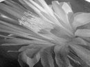 Soft Bloom, Desert Cactus Flower, Close-Up Botanical, Modern Black White Art, Framed Canvas Print, Bathroom Wall Art, Nature Photography