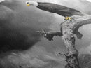Eagle, Branch, Storm, Power and grace collide in this Framed Canvas Print of a majestic eagle perched before a storm, Living Room Wall Art