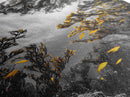Golden Fish, Kelp Forest, Ethereal Ocean Scene, Framed Canvas Print, Underwater Wall Art, Nature Photography, Bathroom Sea Decor