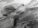 Dolphin Splash, Ocean Encounter, Monochrome Wildlife, Canvas Print, Coastal Wall Art, Bathroom Decor, Marine Animal Photography