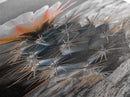 Cactus Bloom Desert Art Framed Canvas Print | Southwest Wall Art | Wildflower Painting | Botanical Prints | Boho Art | Nature Decor | Gift Idea