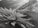 Cactus Bloom, botanical prints, wildflower painting, nature art, scenic mountain landscape, rustic wall art, southwest decor, Framed Canvas Print