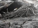 Bald eagle, wildlife art, bird wall art, framed canvas print, nature decor, mountain painting, eagle nest, rustic wall art, cabin decor