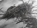 Bald Eagle, bird art, nature photography, moody art, rustic decor, patriotic wall art, black and white, framed canvas print, wildlife art