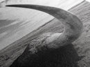 Lone Horn, desert minimalism, rustic western art, wabi sabi decor, moody photography, framed canvas print, black and white, southwest art