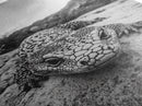 Lizard art, wildlife photography, moody art, desert decor, black and white photography, wabi sabi wall art, framed canvas print, unique gift