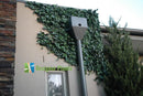 Sample Panel – Boston Ivy Green Wall (Small Sample) by Designer Plants USA