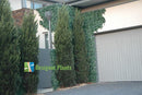 Sample Panel – Boston Ivy Green Wall (Small Sample) by Designer Plants USA