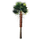 Mexican Fan Palm Artificial Tree 13ft–23ft – UV Resistant (10–12 Week Lead Time)